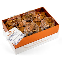 Venus Seashell Coupe Cocktail Glasses